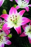 Asiatic Hybrid Lilies | de Jager Bulbs